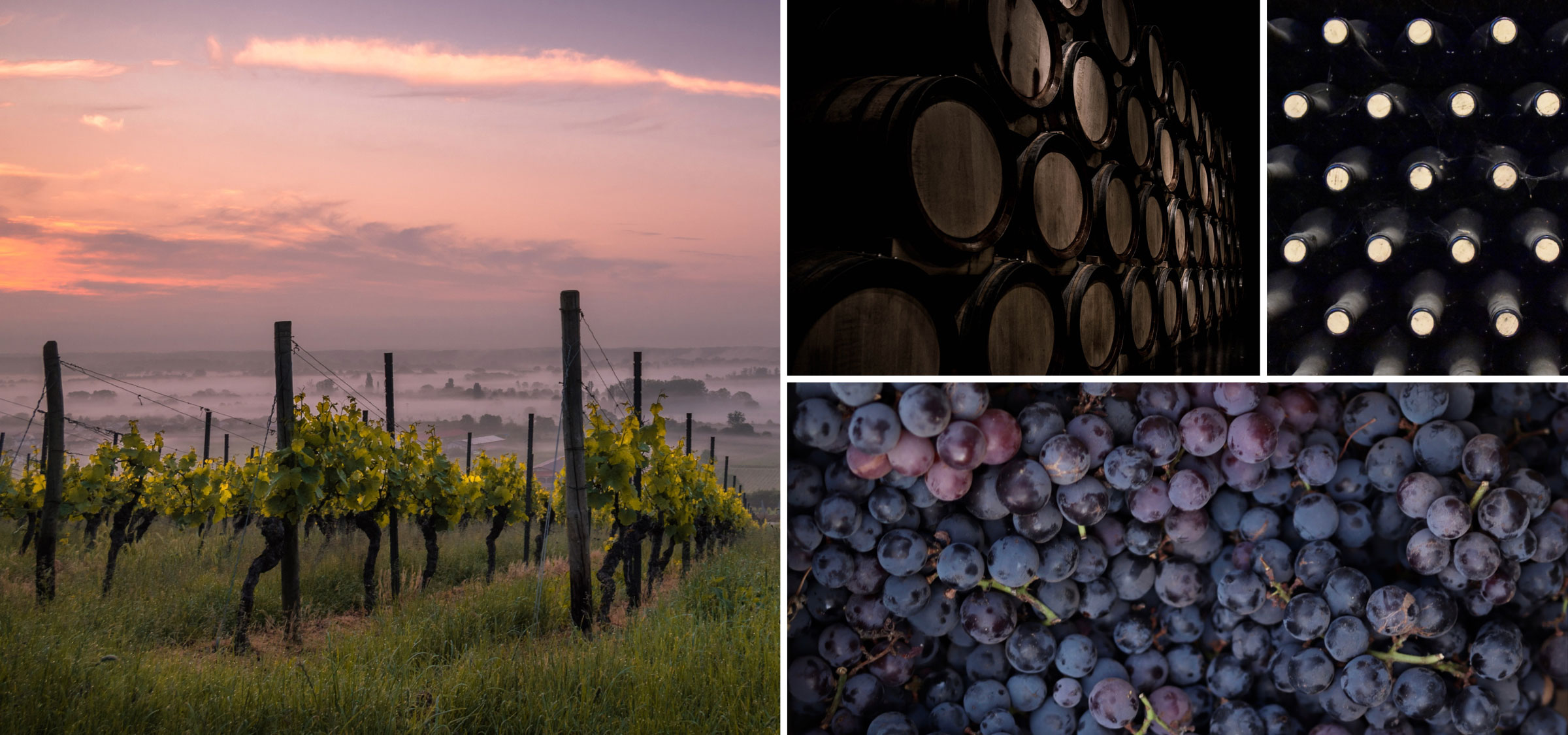 vineyard, wine barrels, wine corks and grapes